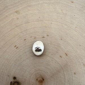 Paloma stud earrings